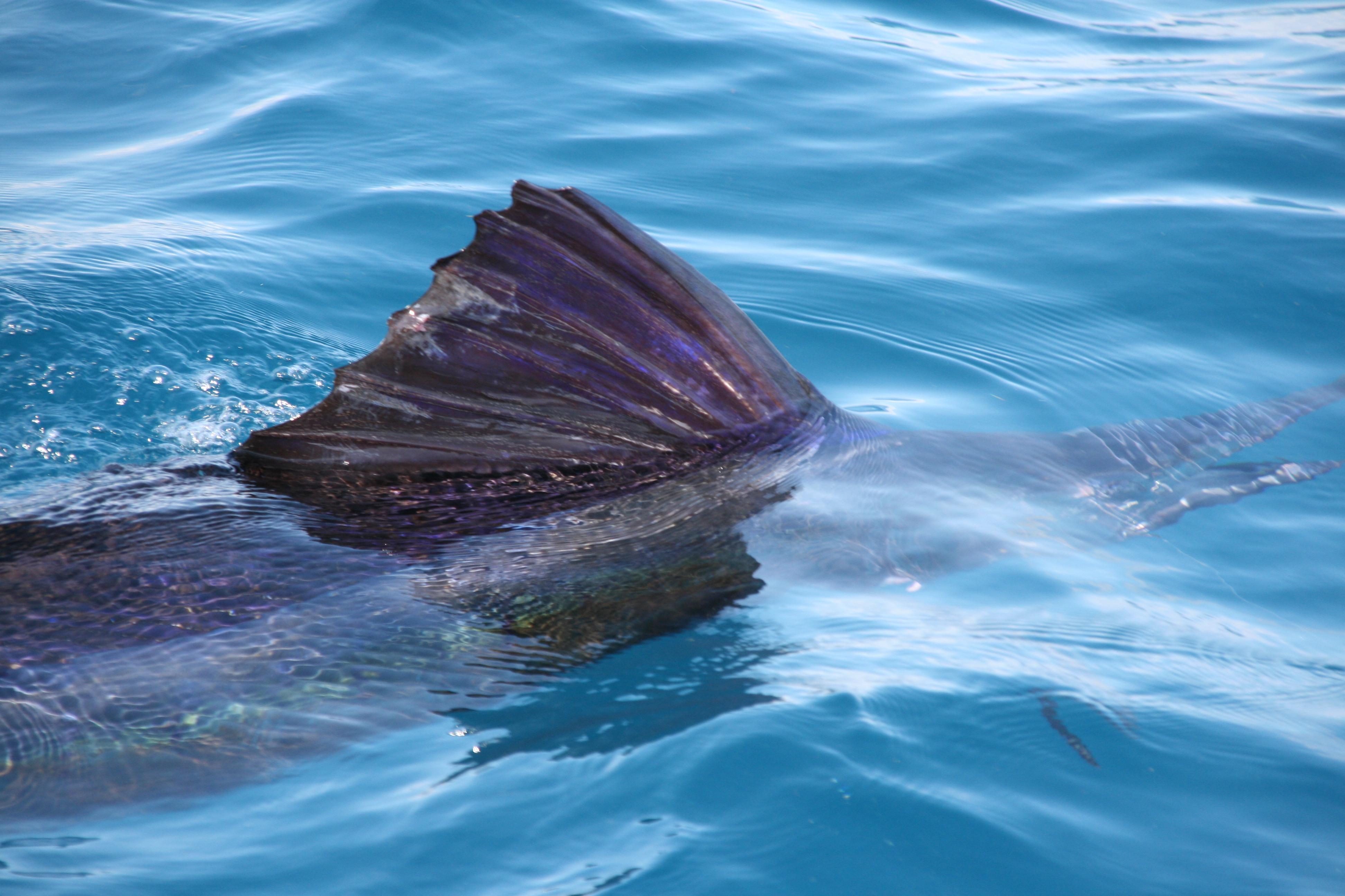 Test Fishing Report 04